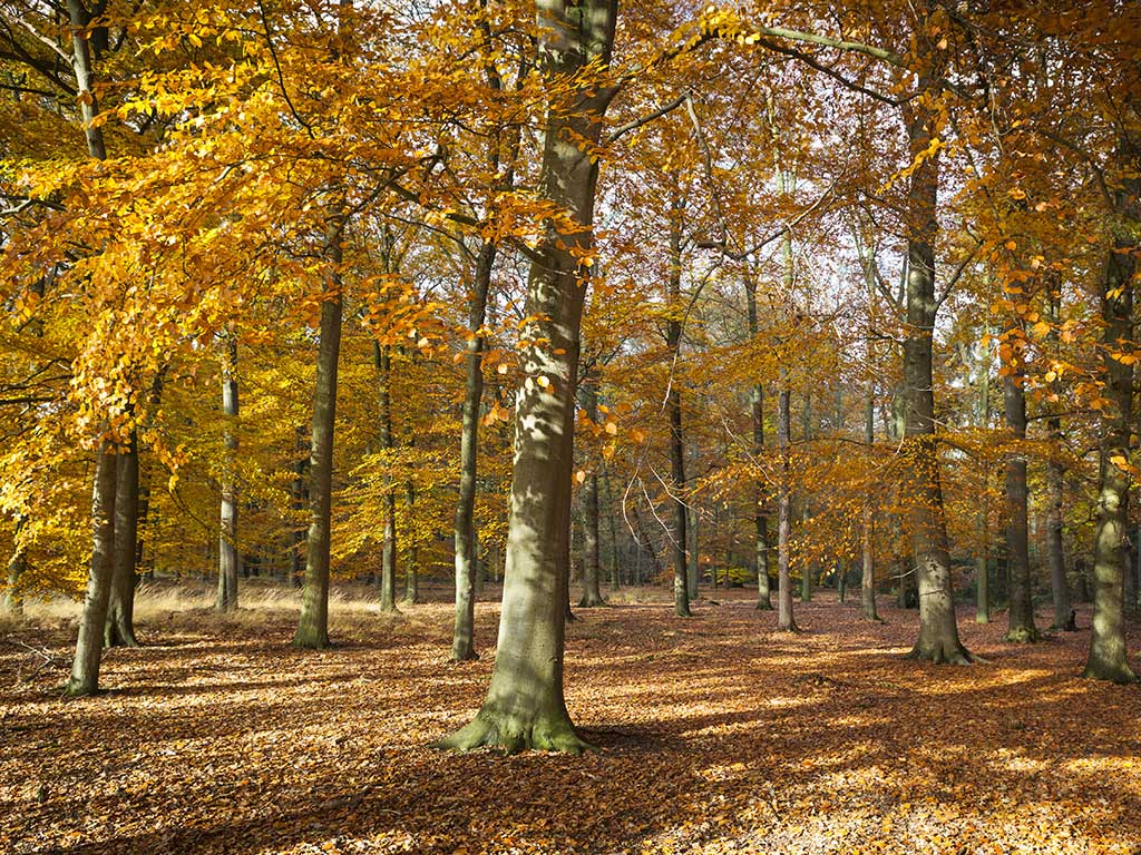 Landgoed Hagenbeek