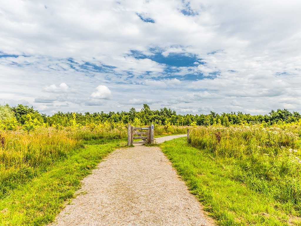 Wandelen in het Bentwoud