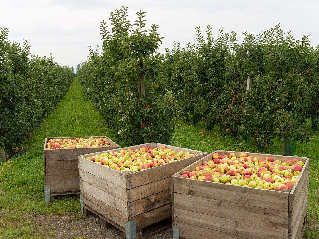 Wandelen in de Betuwe