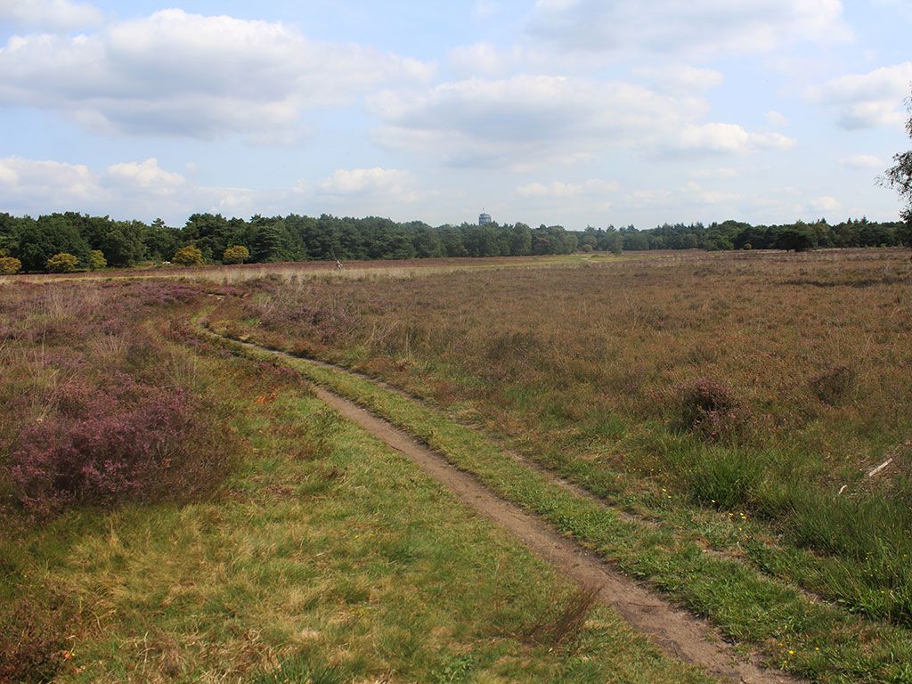 Wandelroute Bussummer- en Westerheide
