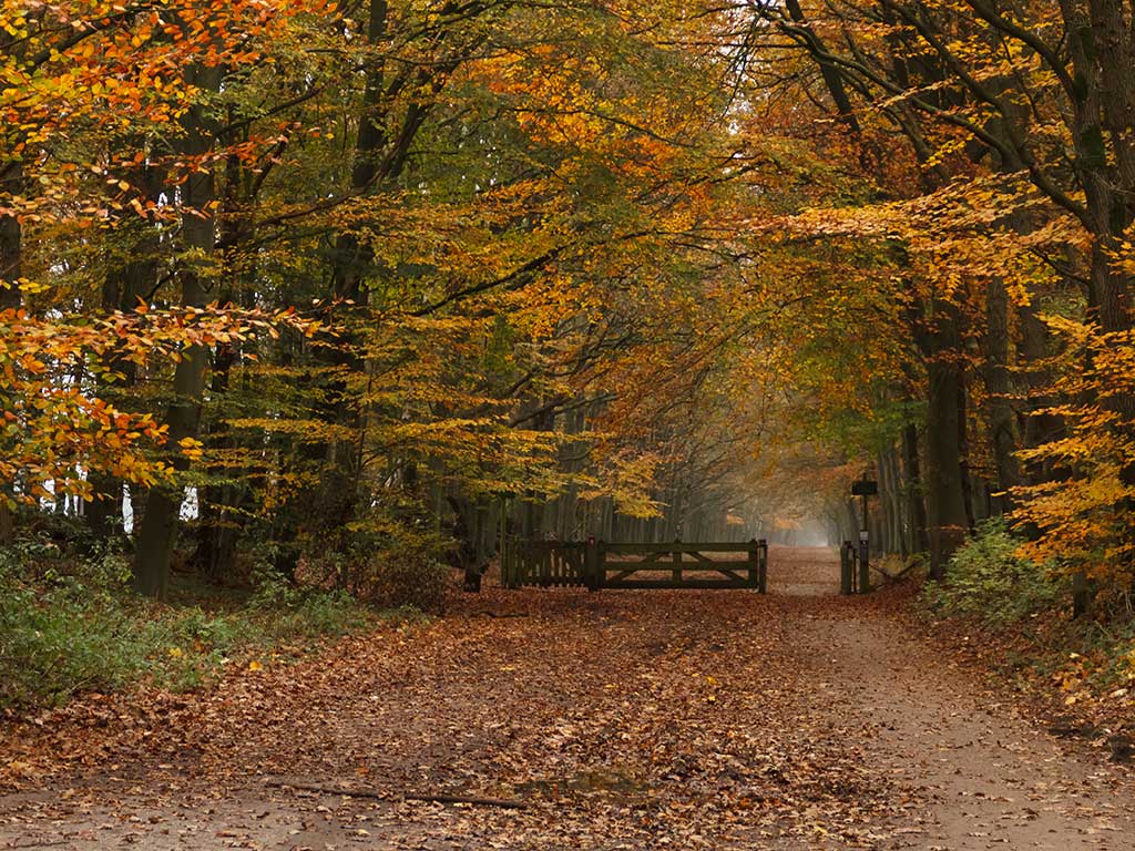 Wandelen door het IJzeren Veld
