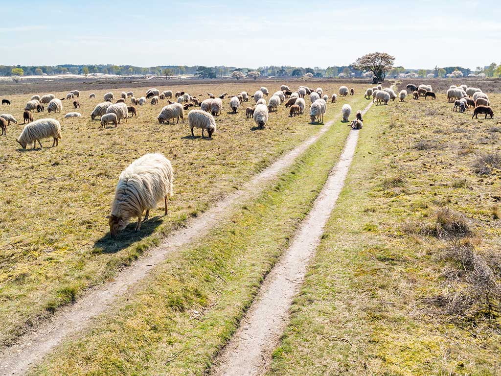 Tafelberg- en Blaricummerheide