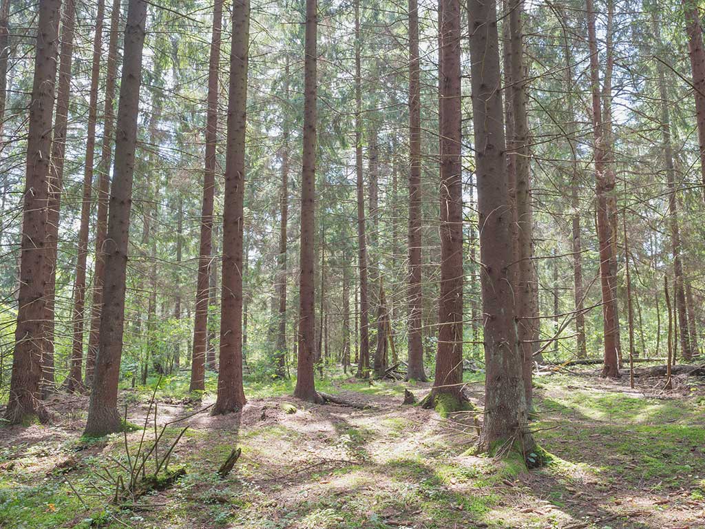 Wandelen door het Leenderbos