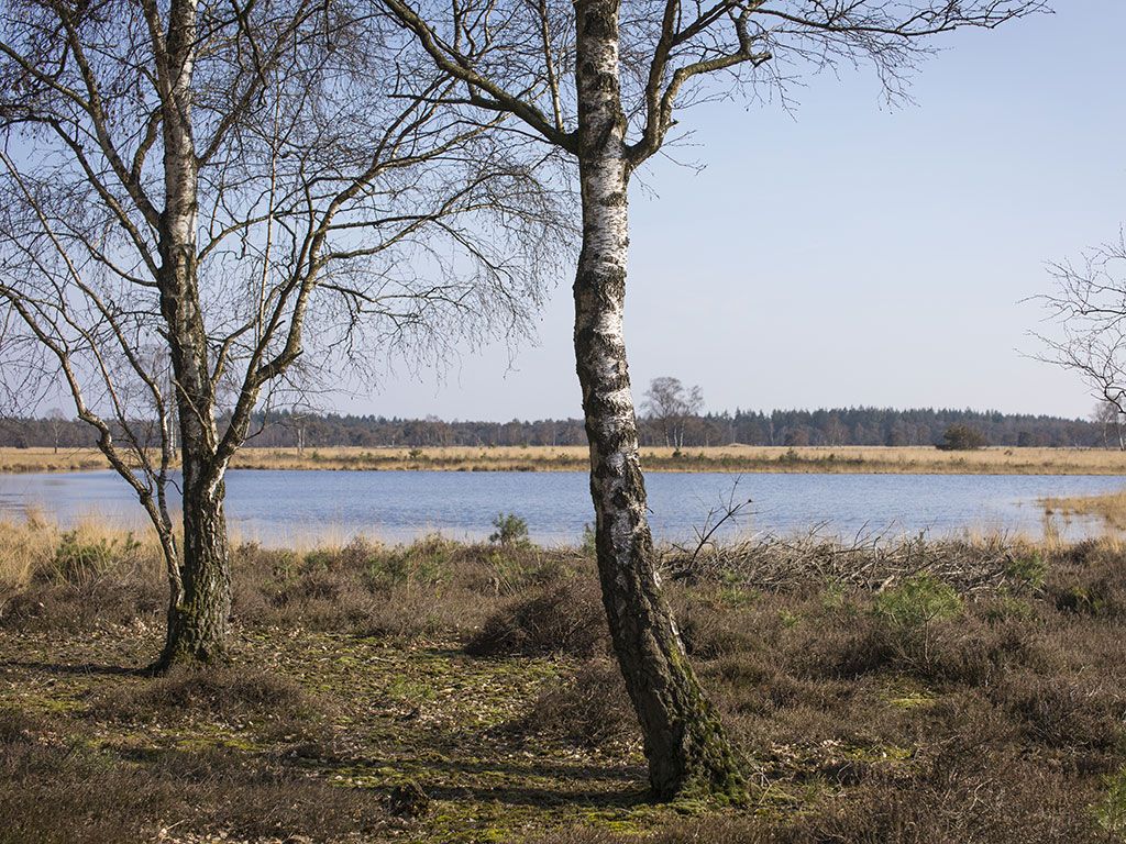 Wandelen langs vennen