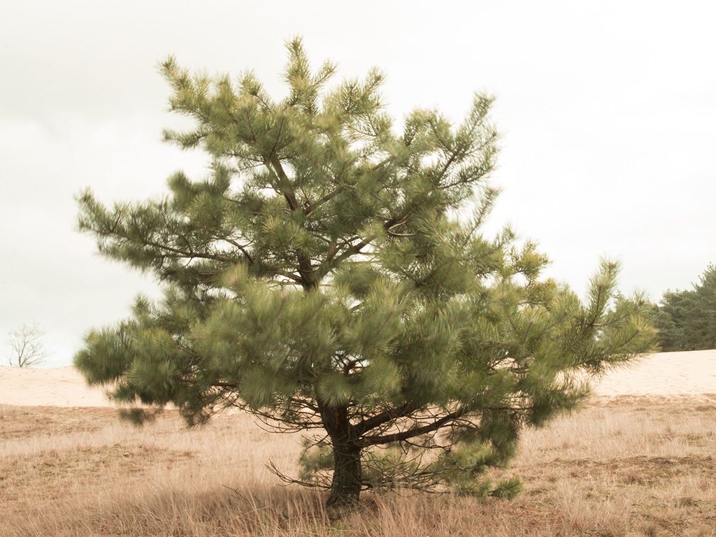 Stuifzandroute Strabrechtse Heide