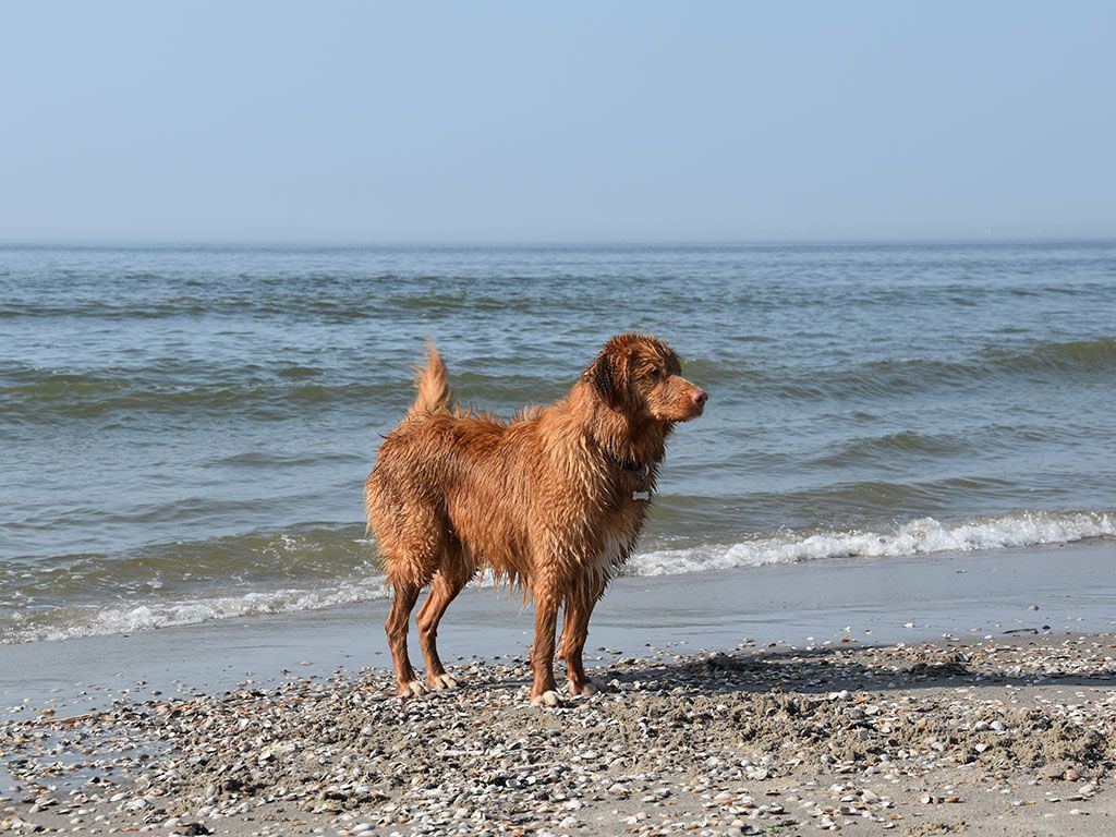 Strand IJmuiderslag