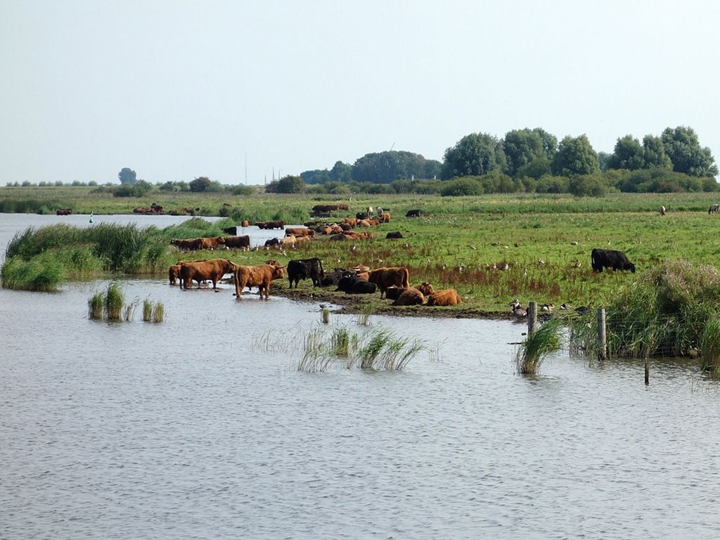 Nationaal Park Lauwersmeer