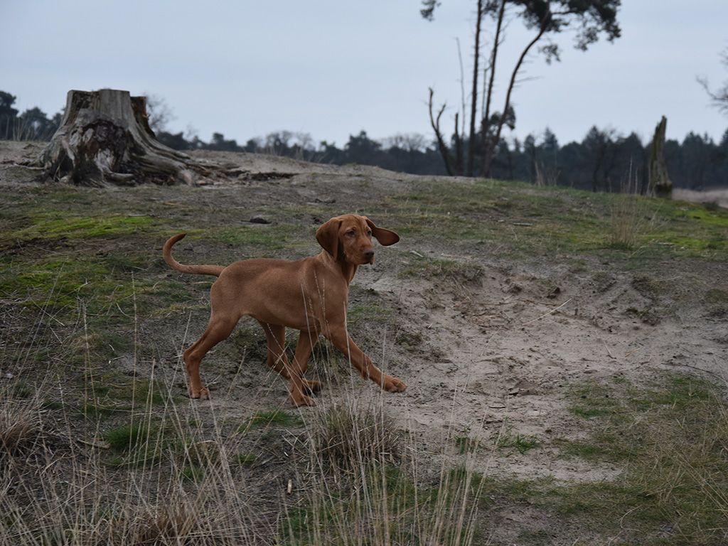 Wandelen in Maashorst
