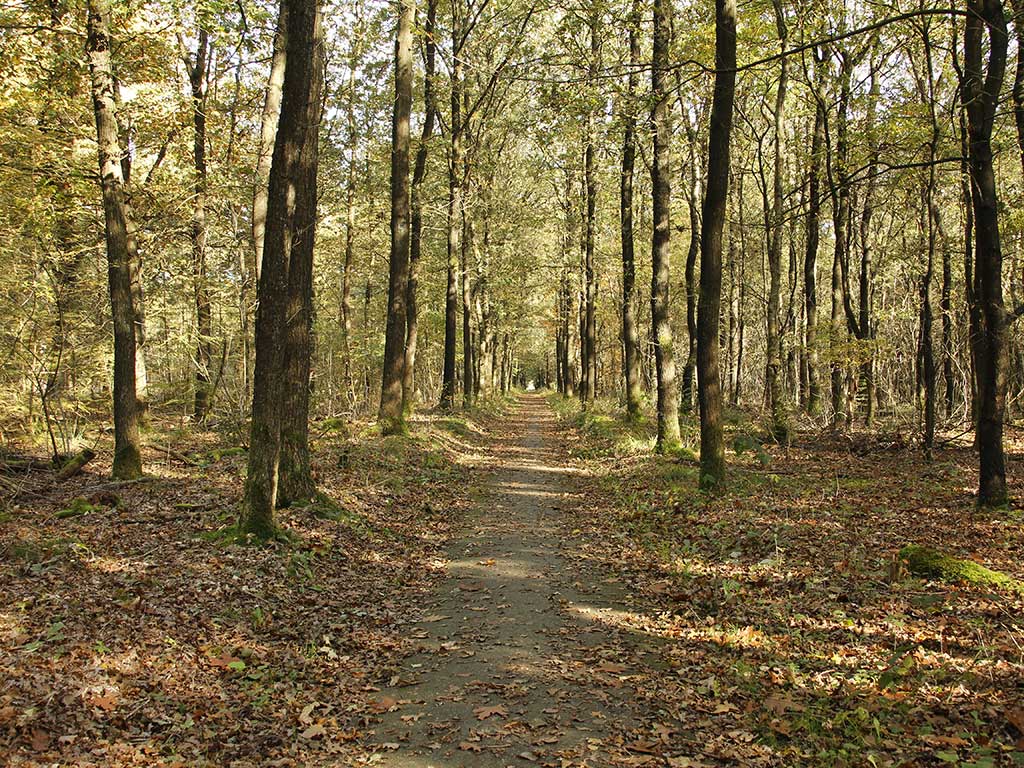 Boswachterij Ruinen