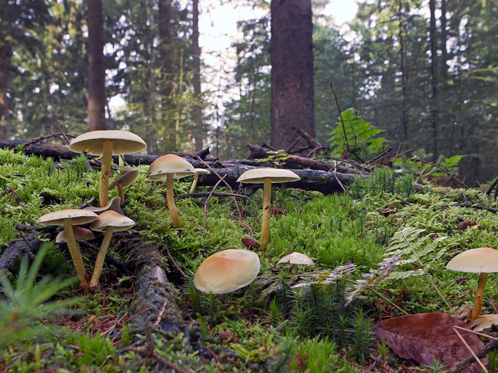 Familiepad Ruinen