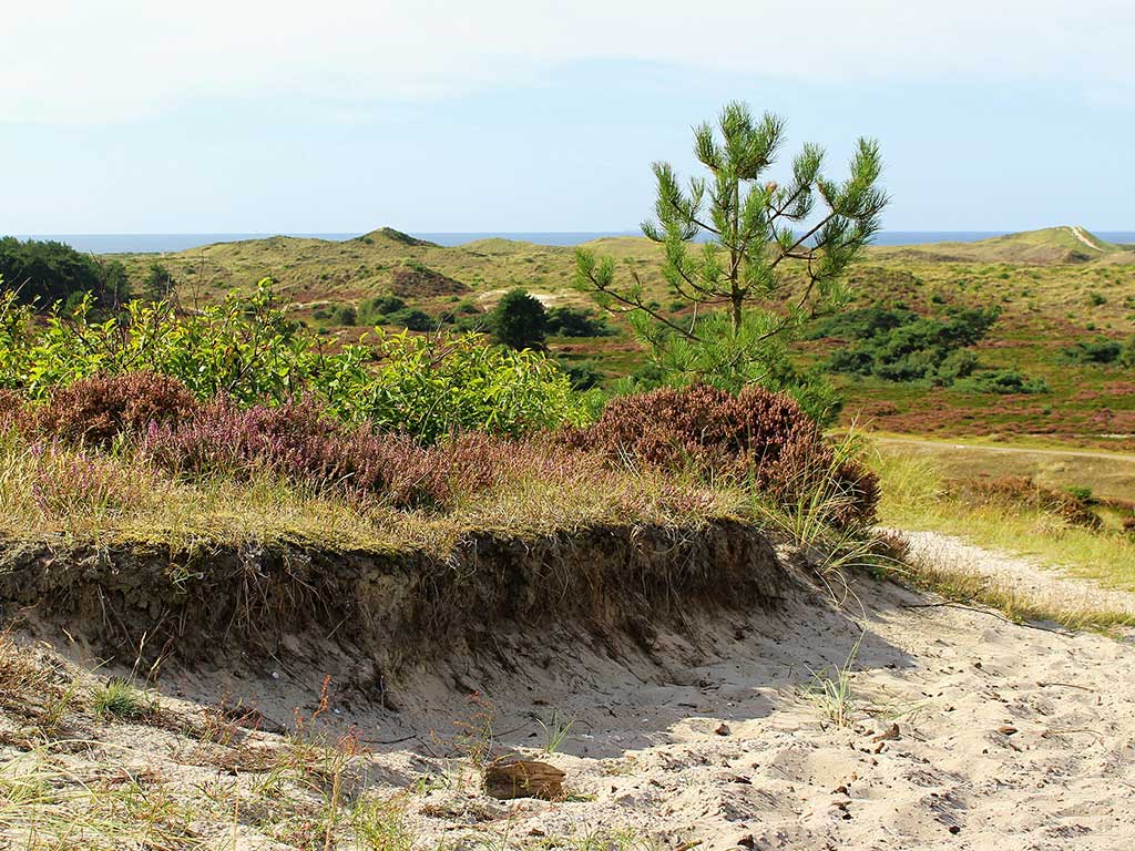 Schoorlse Duinen