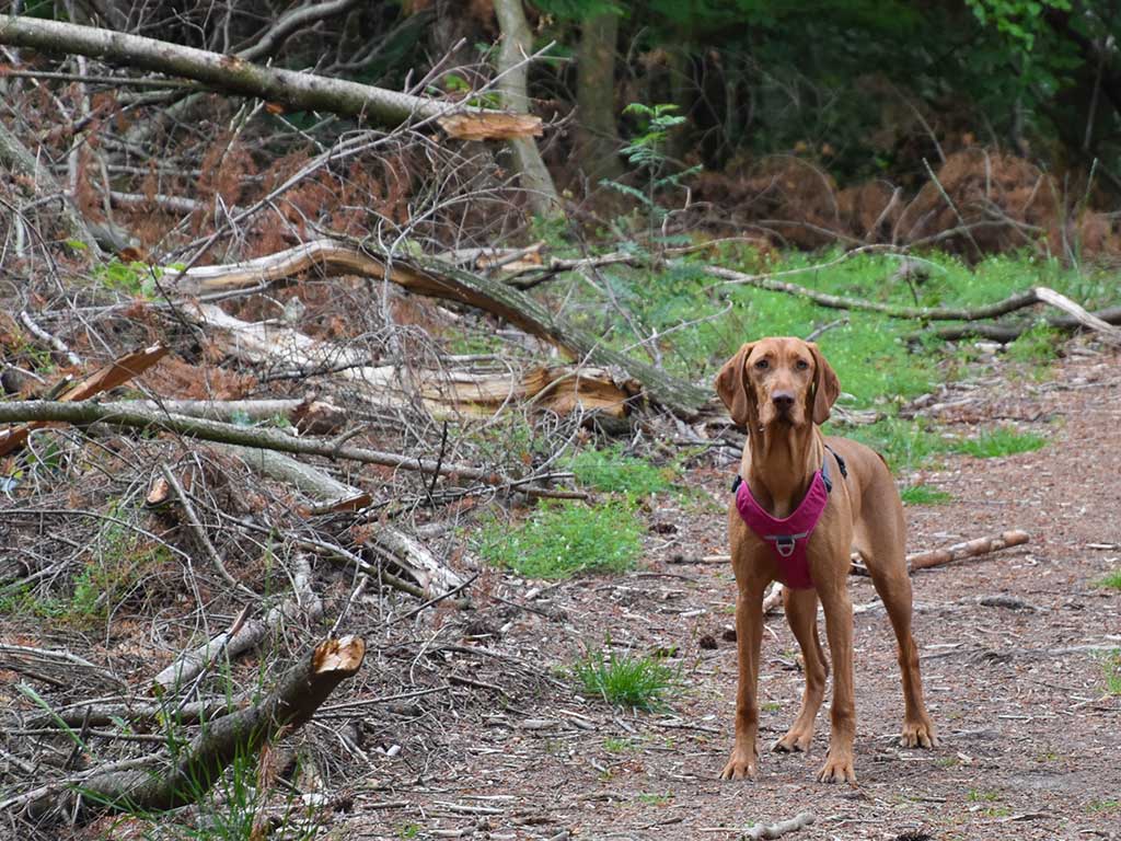 Wandelen in de Seterse Bergen