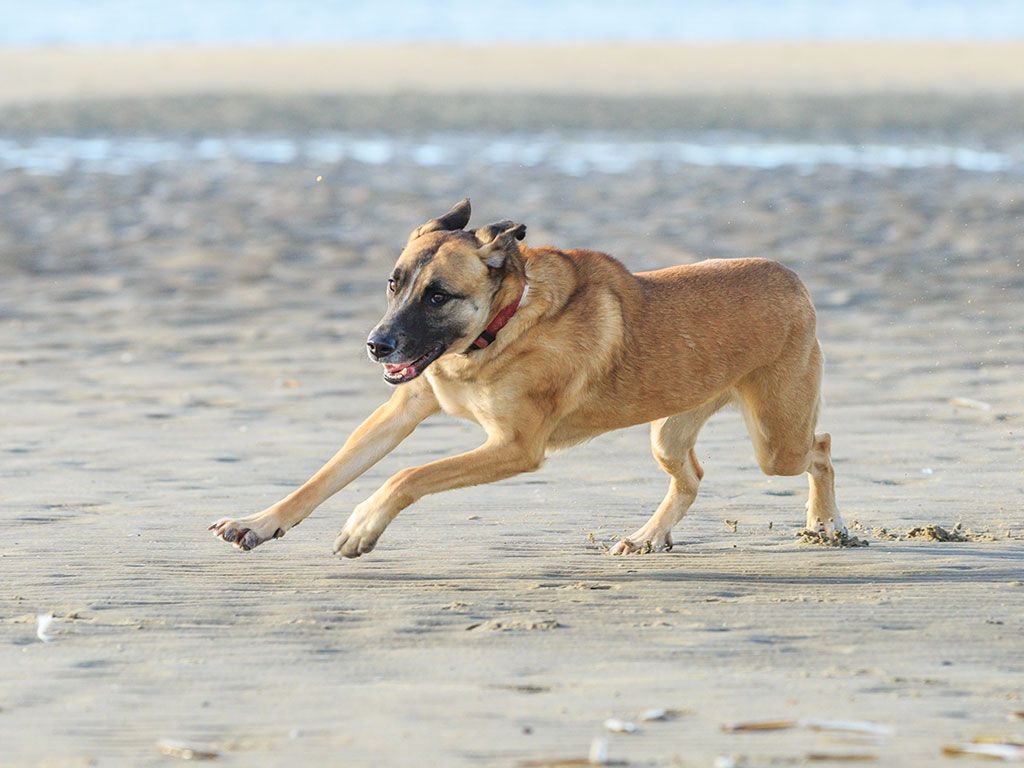 Strand Julianadorp aan Zee