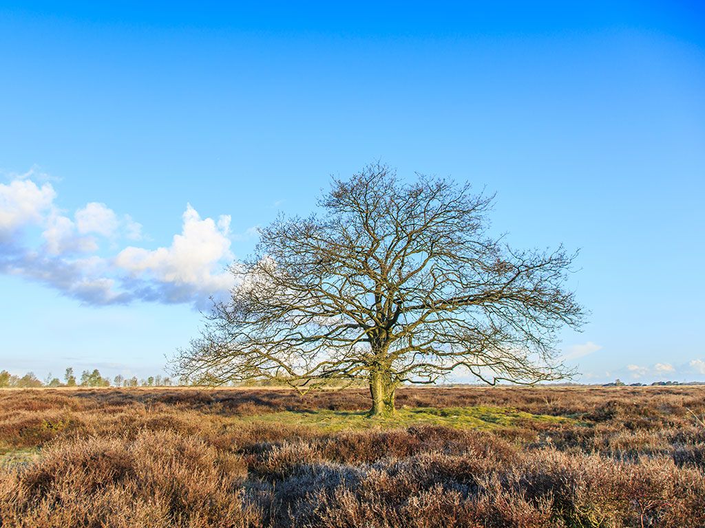 Boswachterspad Ballooërveld