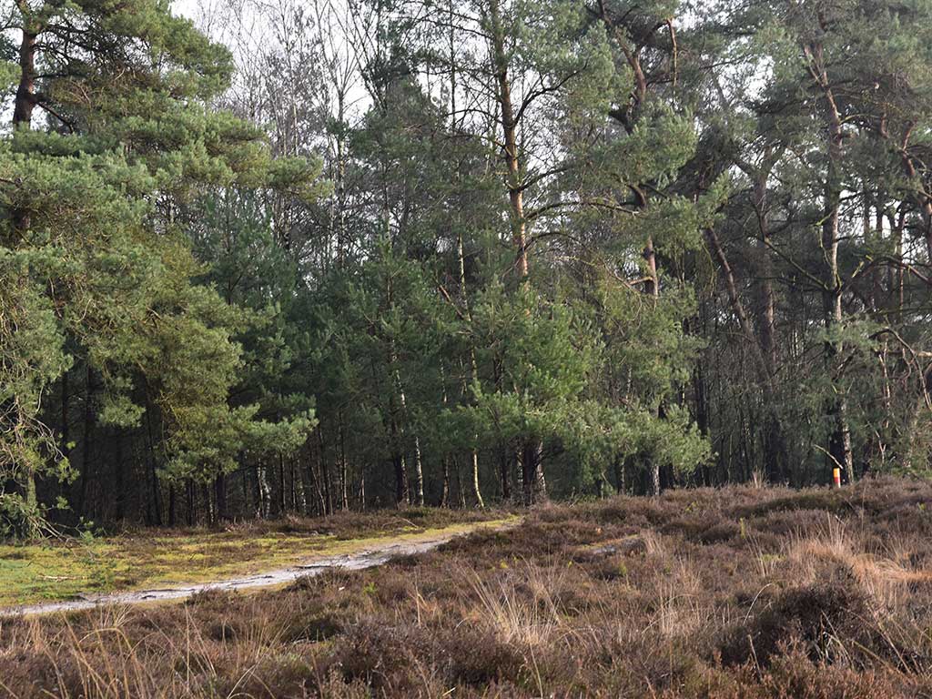 Wandelen door het beukenhout