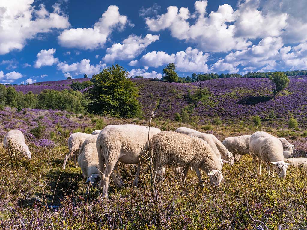 Wandelroute Van ’t Hoff