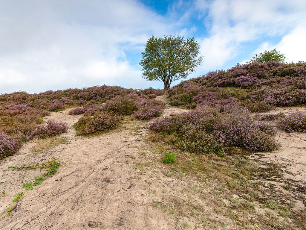 Wandelroute Ronde Huis
