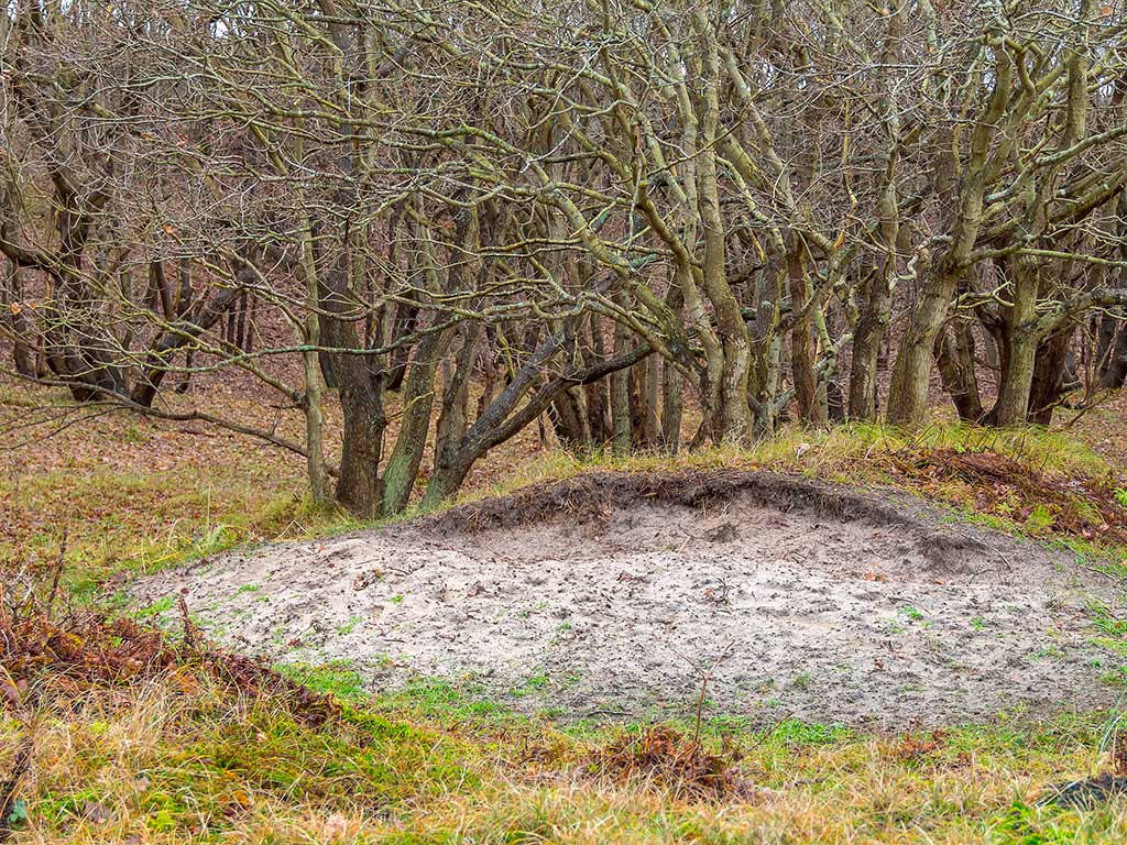 Boswachterspad Veerse Bos