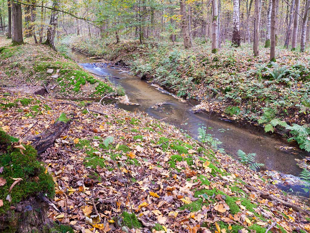Speelweideroute Voorsterbos