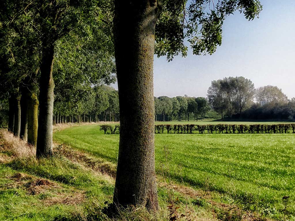 Boswachterspad Cartierheide