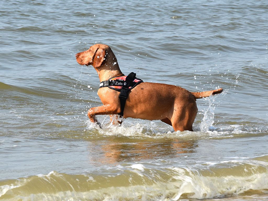 6 x Naar het strand