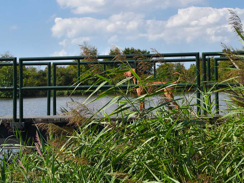 Wandelroute Oostkreek