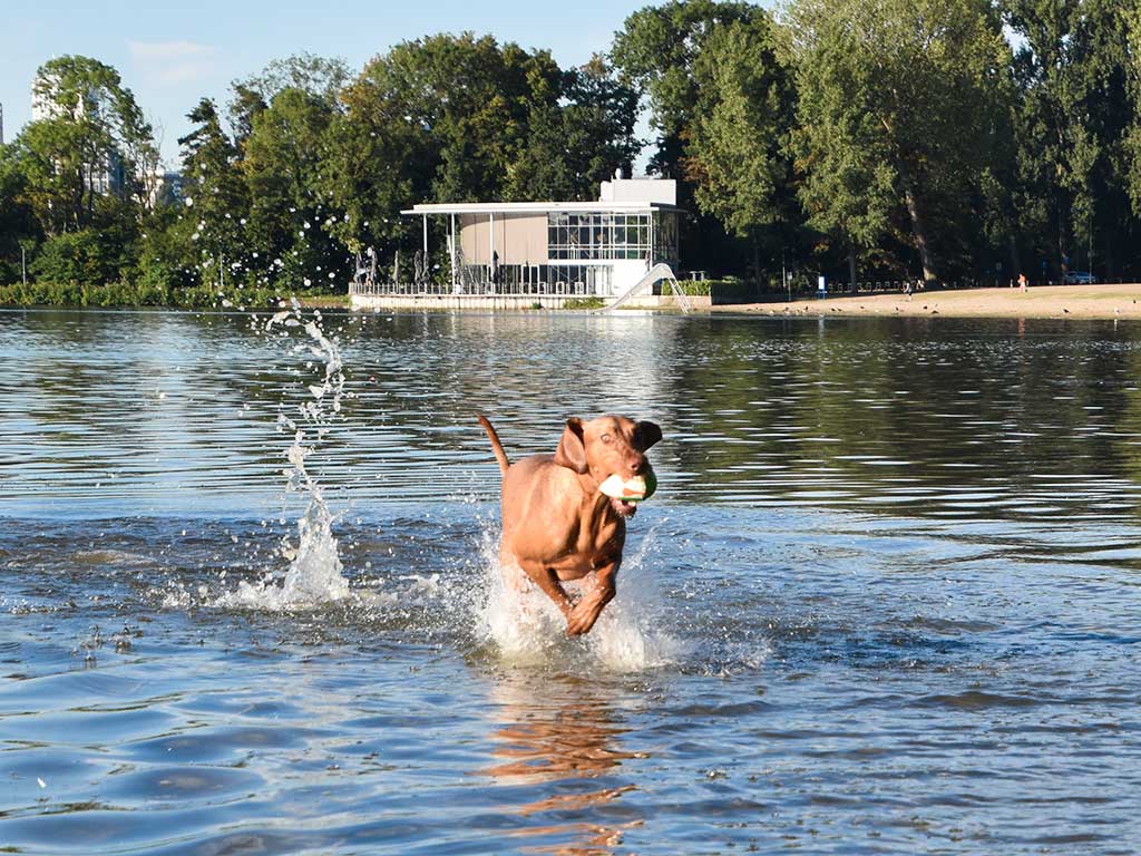 6 Weetjes voor een gelukkige hond