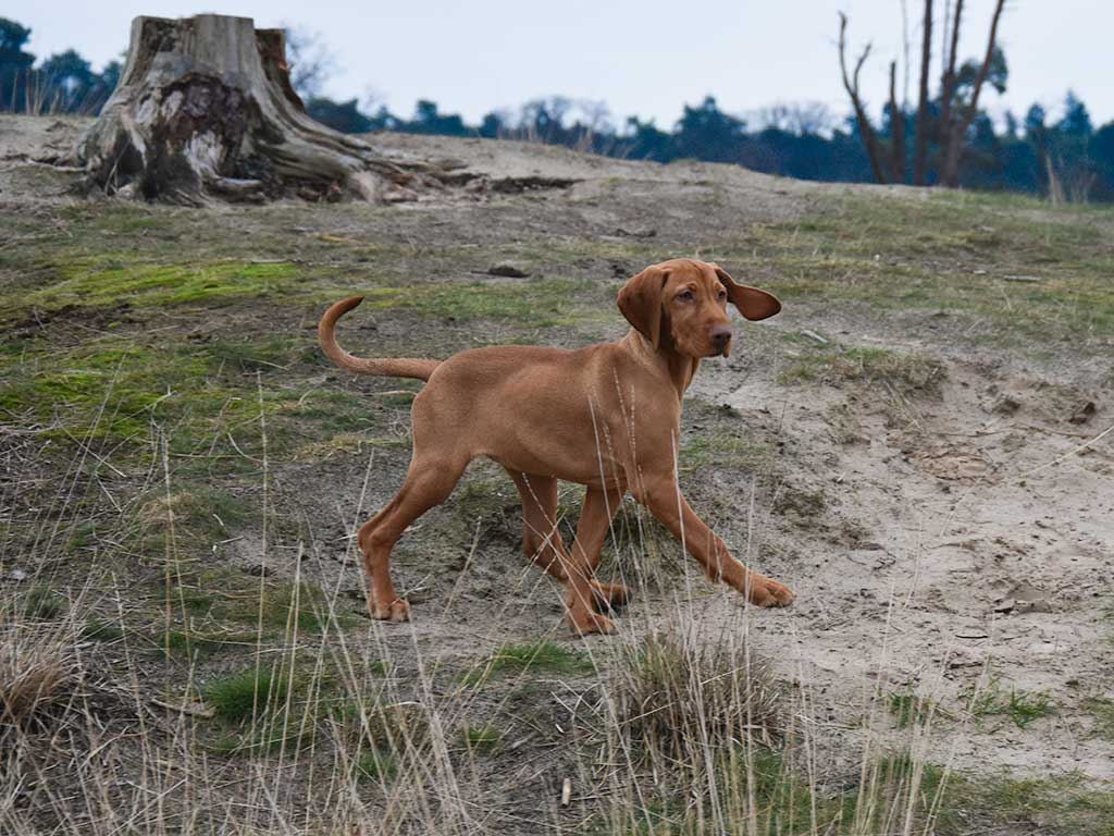 10 x De mooiste kerstwandelingen