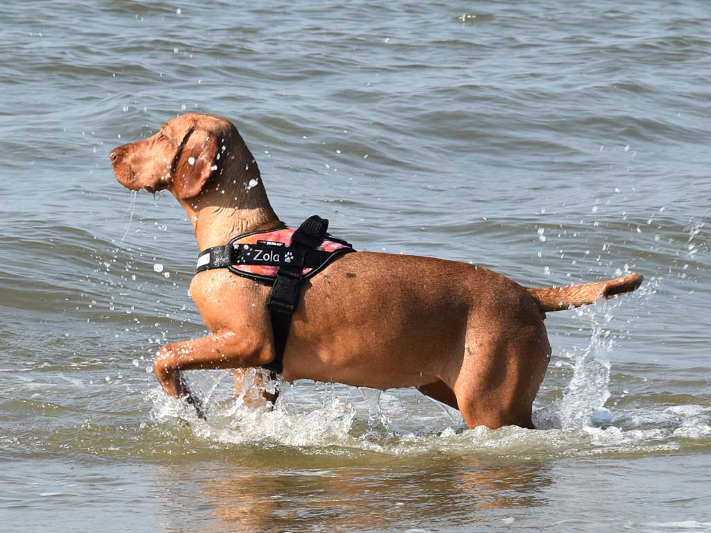 Strand Monster
