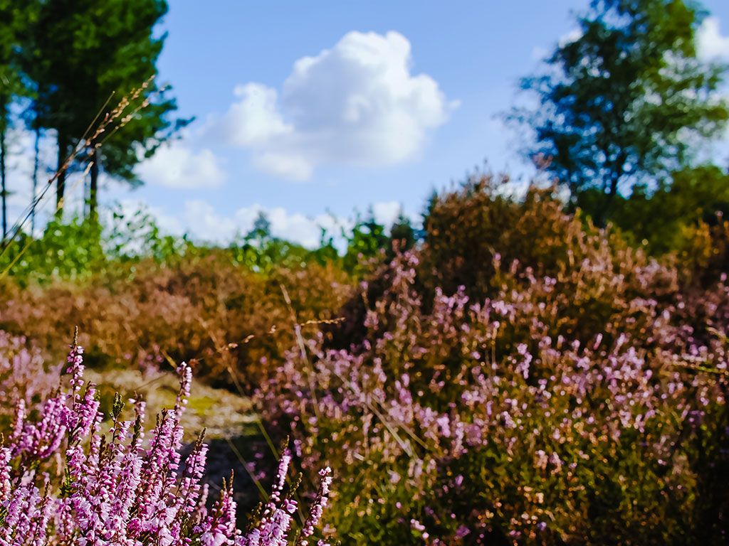 Natuurpoort de Brandtoren