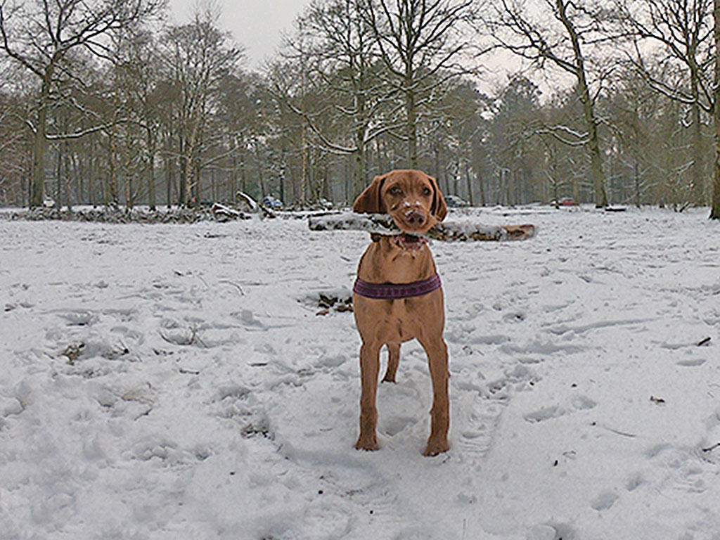 10 x Prachtige winterwandelingen