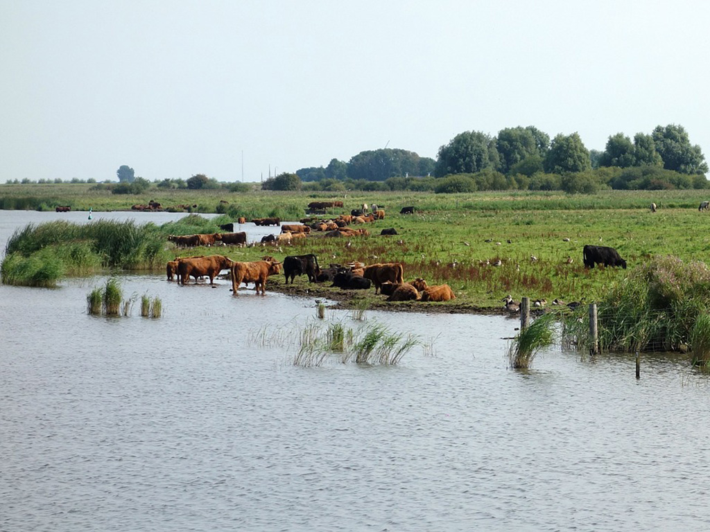 Wandelroute Diepsterbos