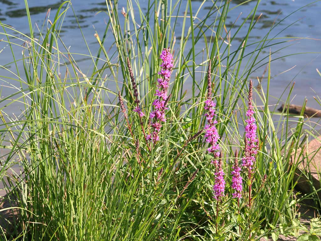 Boswachterspad Rottige Meente
