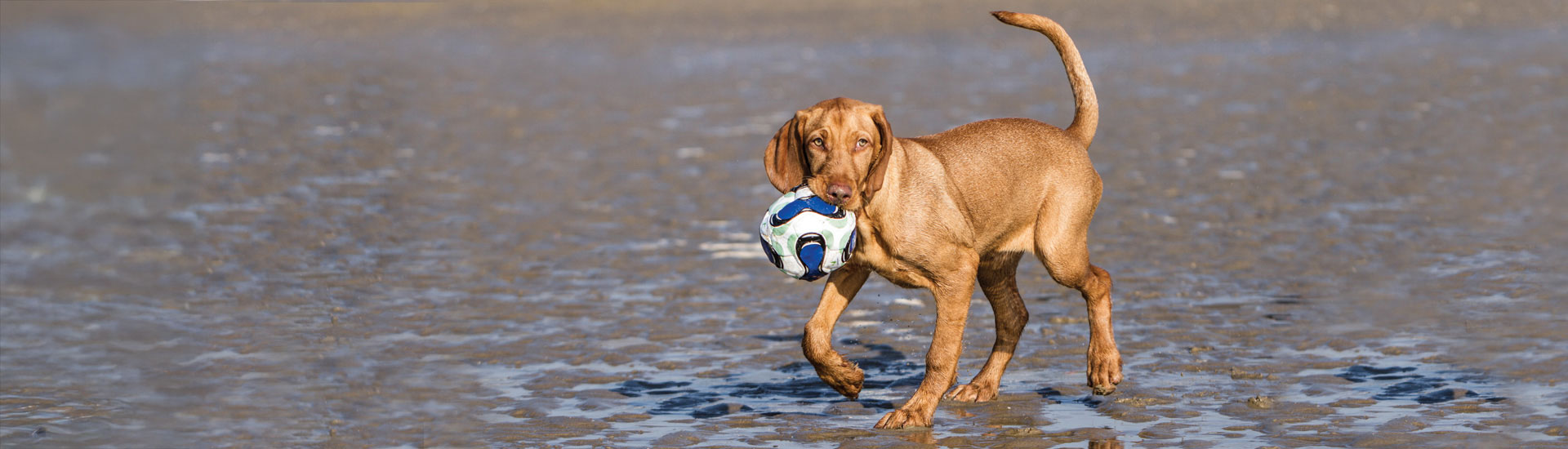 5 Tips voor de ultieme vakantie met je hond
